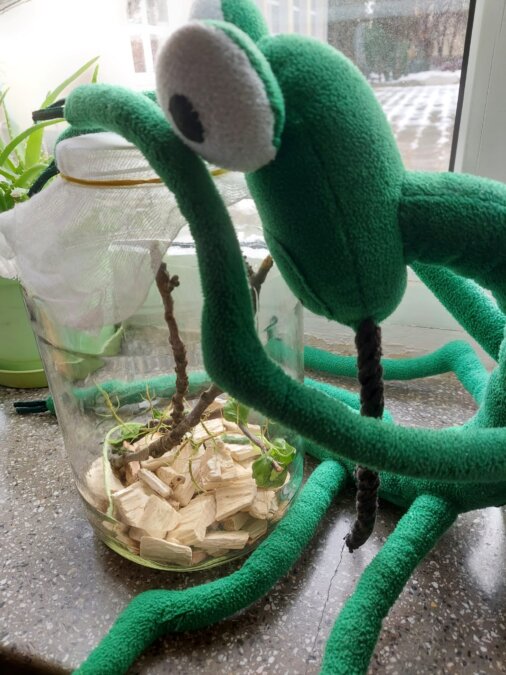 Zieloni przyjaciele 3a