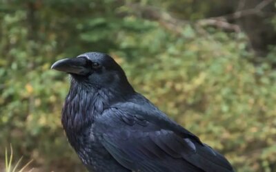 Warsztaty o ptakach.